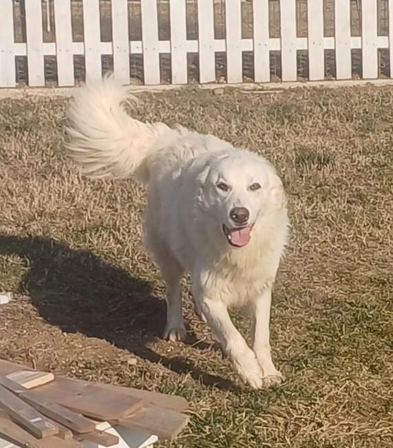 SNIPPER carattere da pastore maremmano (settembre ‘22) Foto 5